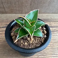 2025年最新】サンスベリア ピングイキュラの人気アイテム - メルカリ