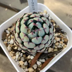 105. 多肉植物 ダークミニマ 700円【抜き苗】引っ越しの為販売お 105. 多肉植物 ダークミニマ 700円【抜き苗】引っ越しの為販売お