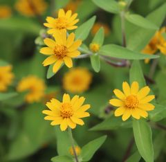 メランポジューム　種30粒　花の種