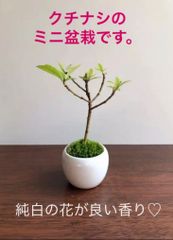ミニ盆栽　クチナシ（みるく色の鉢）