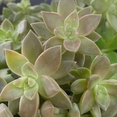 チーズ様専用です！多肉植物 カリフォルニアサンセットと姫秀麗