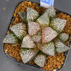 送料】メルカリ便 鉢植え発送用 - メルカリ