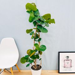 ［現品］95番　シーグレープ　曲がり　8号　ハマベブドウ　ココロバ　観葉植物　室内　大型　おしゃれ　ユニーク　個性的