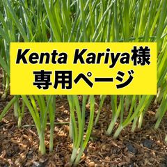 Kenta Kariya様‼️玉ねぎ苗‼️