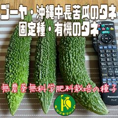 ゴーヤ・沖縄中長苦瓜の種子25粒　無農薬無化学肥料栽培のタネ