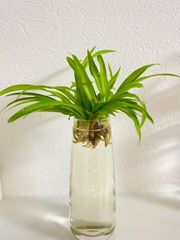 観葉植物 ナカフヒロハオリヅルラン 希少品種‼️ 発根済み5株🌱 - メルカリ