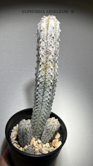 ⑤ ユーフォルビア　アブデルクリ　群生　全高約34.5cm
