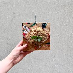 P. willinckii"OMG"sporeビカクシダ/"PaintBoard" 09