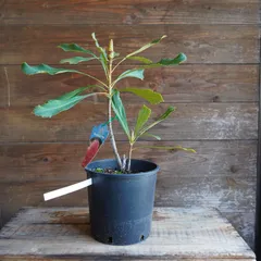 2026年最新】テロ シェイディレディの人気アイテム - メルカリ