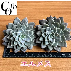 2025年最新】エルメス 多肉の人気アイテム - メルカリ 2025年最新】エルメス 多肉の人気アイテム - メルカリ
