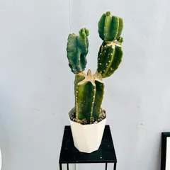 2025年最新】鬼面角の人気アイテム - メルカリ 