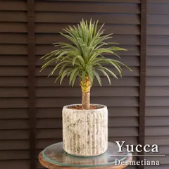 デスメティアーナ 高品質 お任せ便 ユッカ デスメティアーナ 7号鉢植え24-01 の通販 | 園芸ネット