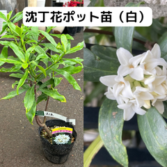 沈丁花（白）ポット苗