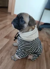 【新品】フレンチブルドッグ　服　パーカー　ボーダー　白✖️濃紺　XL