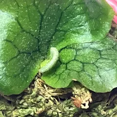 2025年最新】スパーバムの人気アイテム - メルカリ