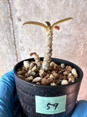 【現品限り】ドルステニア・ギガス 実生【A59】 Dorstenia gigas【植物】塊根植物 夏型 コーデックス