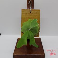 ビカクシダ　ホワイトホーク　胞子　white hawk 板付