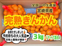 【本来の輝き】完熟❣️露地きんかん3㎏/金柑　キンカン　果物　みかん　国産レモン