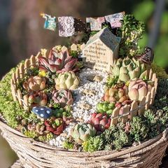 ❀多肉植物寄せ植え❀ そのまま飾れる寄植え - メルカリ