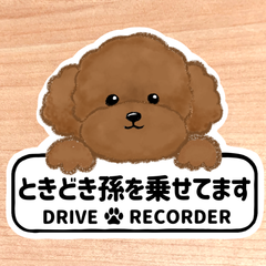 ときどき孫を乗せてます.ドライブレコーダー【トイプードル.ボード】マグネットタイプ/シールタイプ/吸盤タイプ/