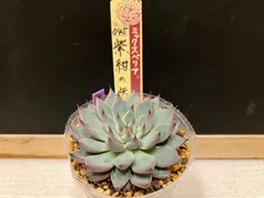 おらいさん.＊札のみ.11種セット.＊ - メルカリ