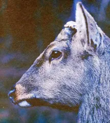 2025年最新】the book about my idle plot on a vague anxiety [CD