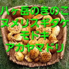2025年最新】アカヤマドリの人気アイテム - メルカリ