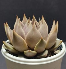 エケベリア 原種 トバレンシス トバー その2   ケーレス実生苗  tobarensis ,Tobar  月曜or火曜日発送。