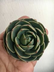 多肉植物 ♡七福神♡ カット苗 ♡ピンクに紅葉中♡ - メルカリ