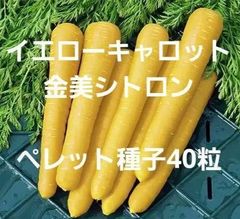 ＜野菜の種＞ニンジン　 F1　金美シトロン　４０粒　ペレット種子　キャロット　黄色いにんじん