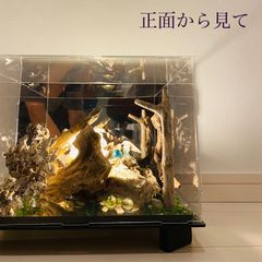 背徳者　LED照明　流木アート　インテリア　アクリルBOX Y01　流木らいと
