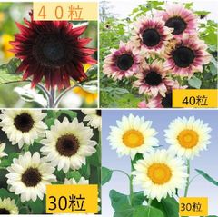 野菜の種＞PVP 落花生 登録品種：おおまさりネオ ８粒 メーカー大袋を小分け - メルカリ