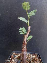 ペラルゴニウム　ミラビレ(大株良型)枝振り枝密度最高、微発根 ペラルゴニウム ミラビレ(大株良型)枝振り枝密度最高、微発根
