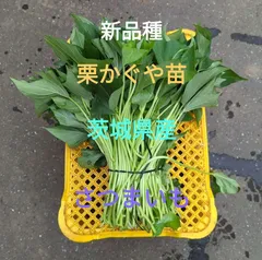 新品種あまはづき苗100本栗かぐや100はるか200
