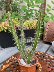 ユーフォルビア‪☆グリセオラ 鉢ごと