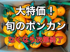SmileFruitみかんキング - メルカリShops
