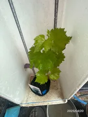 2025年最新】ブドウ苗の人気アイテム - メルカリ