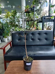 お引き取り限定☆ブラキキトン3鉢☆ ボトルツリー ブラキキトン 巨大なため引き取り限定でお願いし