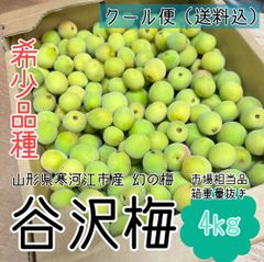 クール便【幻の梅】山形県寒河江市産 谷沢梅 箱抜き 4kg 中熟 青梅 市場相当品