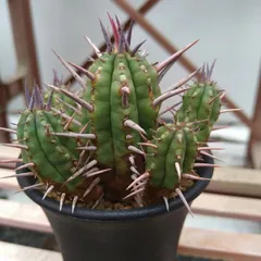 2025年最新】フェロックス ユーフォルビアの人気アイテム - メルカリ