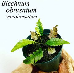 Blechnum obtusatum var. ブレクナム・オブツサタム - メルカリ