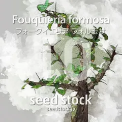 [種子] フォークイエリア フォルモサ 10粒｜SEEDSTOCKのサムネイル