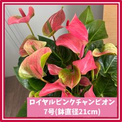 ロイヤルピンクチャンピオン アンスリウム 7号 ピンク 熟成紅うちわ 2株 高さ約70cm アンスリューム アンシカルのサムネイル