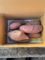無農薬　さつまいも　紅はるか　5キロ入り　⑤