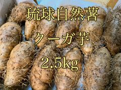 沖縄県産　クーガ芋　自然薯　2.5キロ