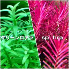 グリーンロタラ、ロタラspHRA水上葉各10本