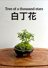 ミニ盆栽　斑入り白丁花と山苔　ブラウン系の鉢