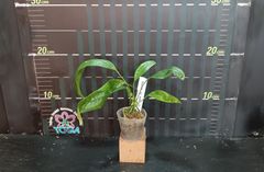 アンスリウム ペンデンス  Anthurium type pendens JA