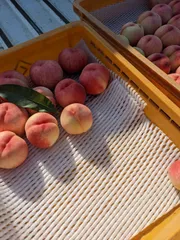 信州小布施産　小布施の桃訳あり約5キロクール便のサムネイル