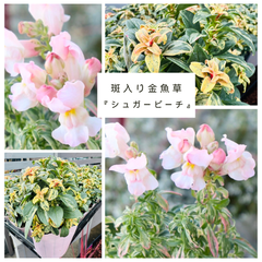 斑入りキンギョソウ：シュガーピーチ【２苗】（３号）金魚草　多年草 カラーリーフ　庭　寄せ植え　花